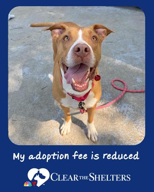 Chance - Pit Bull Terrier
