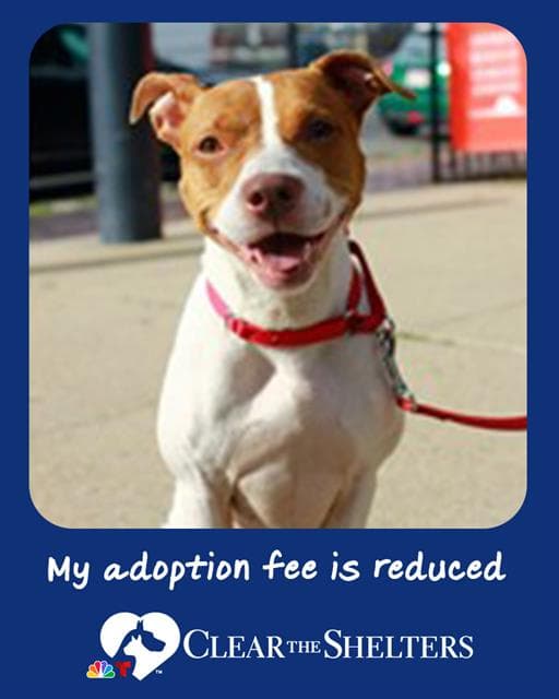 Evie - American Staffordshire Terrier