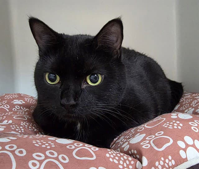 Preta - Domestic Short Hair