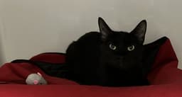 Chalupa image 1