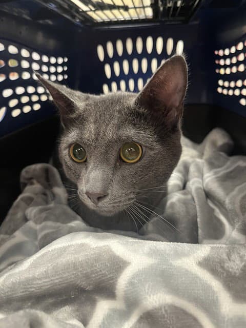 Malden - Domestic Short Hair
