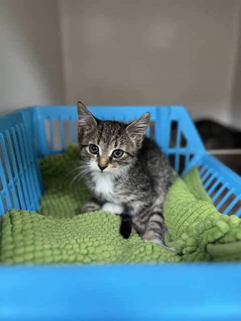 Scott - Domestic Short Hair