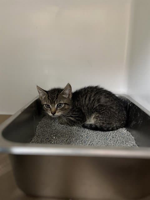 Isaac - Domestic Short Hair