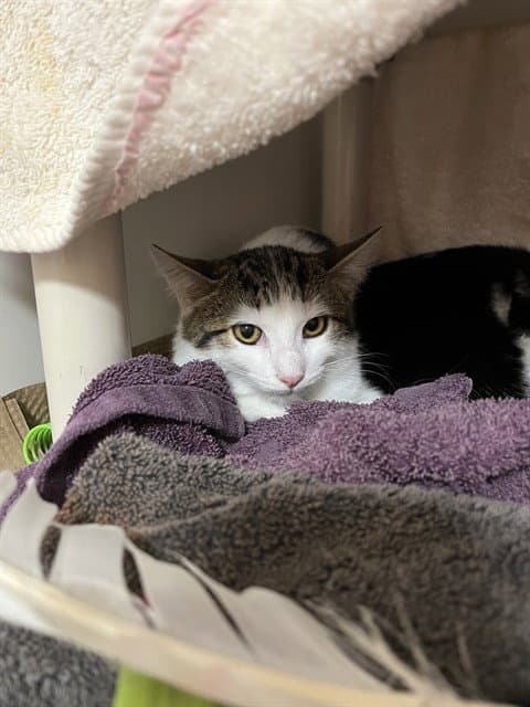 Jasper - Domestic Short Hair