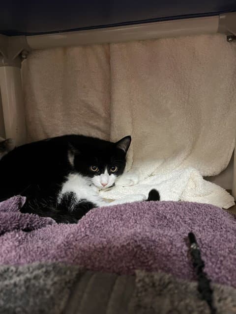 Monty - Domestic Short Hair