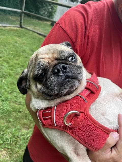 Brewster - Pug