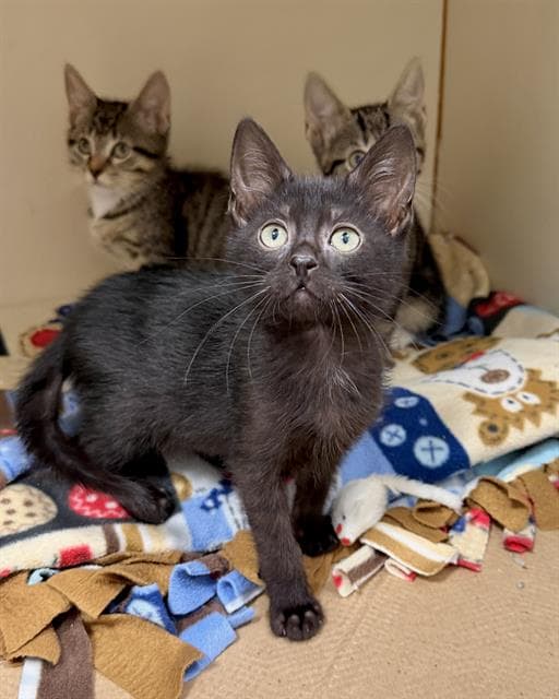 Hershey - Domestic Short Hair