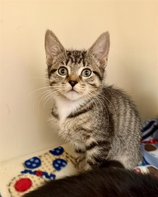 Payday - Domestic Short Hair