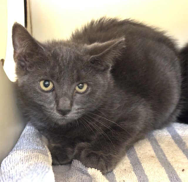 Lucy - Domestic Short Hair
