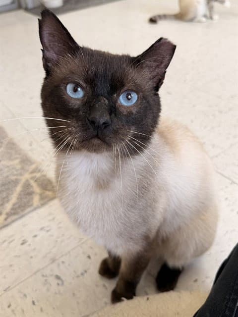 Cadbury