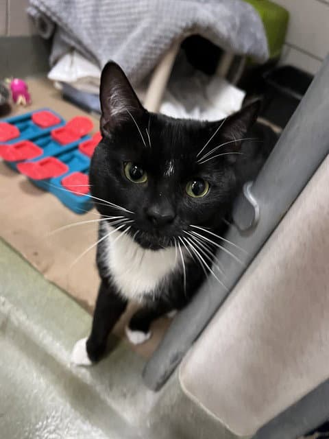 Lenny - Domestic Short Hair