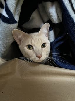 Booger image 1