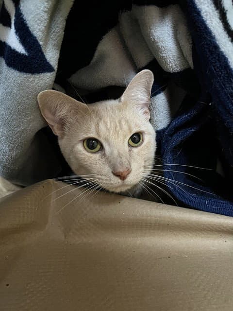Booger - Domestic Short Hair
