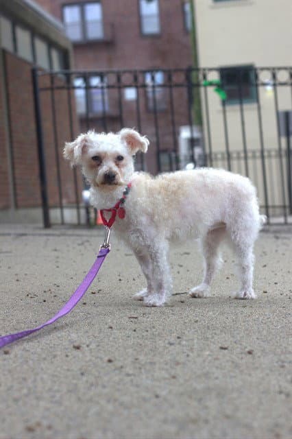 Frizzle - Poodle (Miniature)