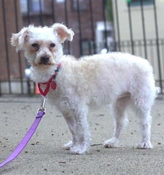 Frizzle - Poodle (Miniature)