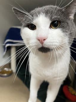 Mittens image 1