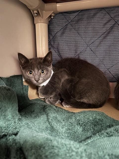 Lucille - Domestic Short Hair