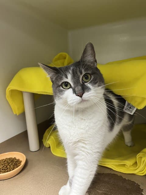 Cottage Cheese - Domestic Short Hair