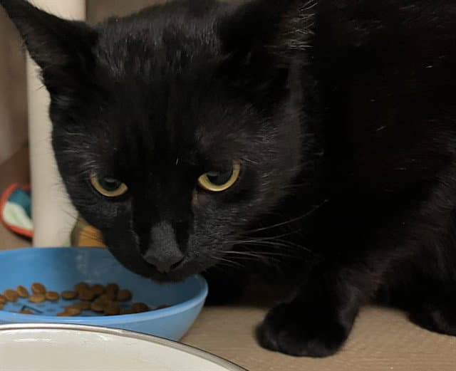 Krimze - Domestic Short Hair