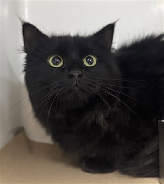 Kendo - Domestic Long Hair