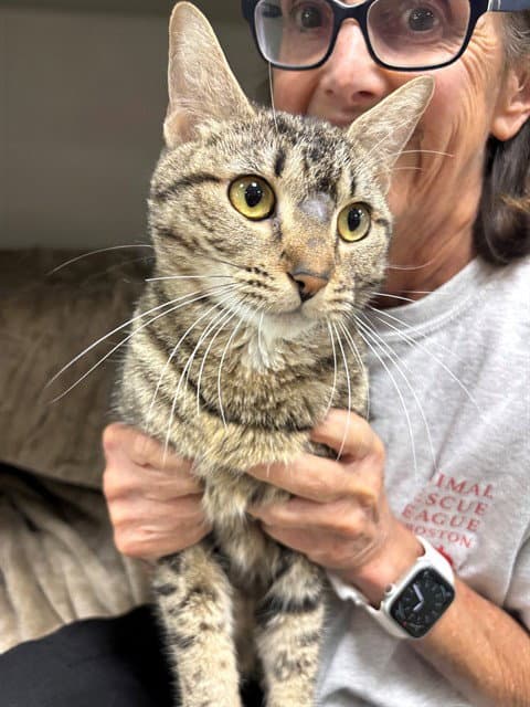 Clementine - Domestic Short Hair