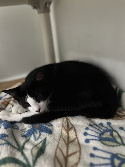 Toupee - Domestic Short Hair