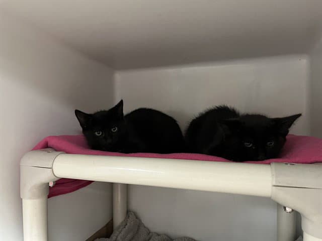 Bean Sprout - Domestic Short Hair