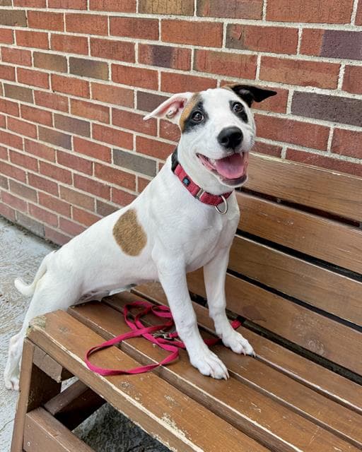 Marta - Pit Bull Terrier