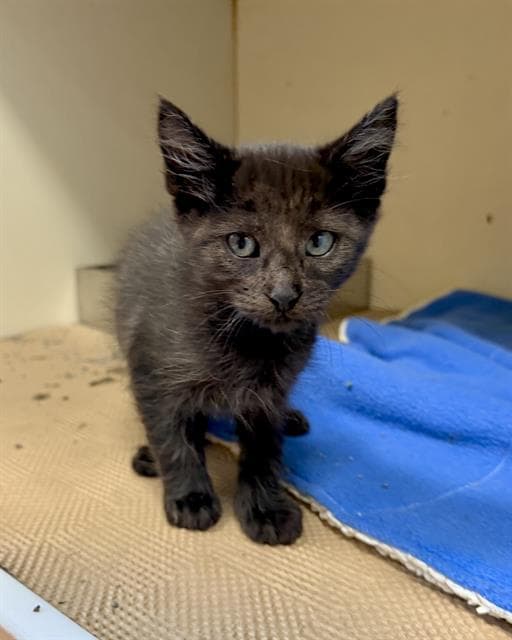 Trixie - Domestic Short Hair