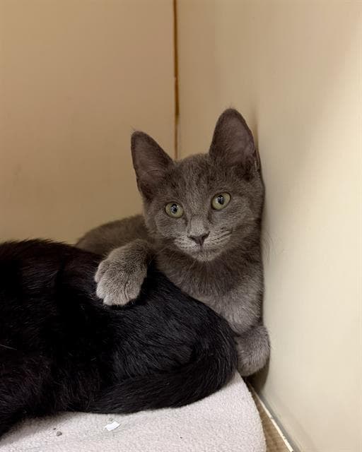 Greyson - Domestic Short Hair