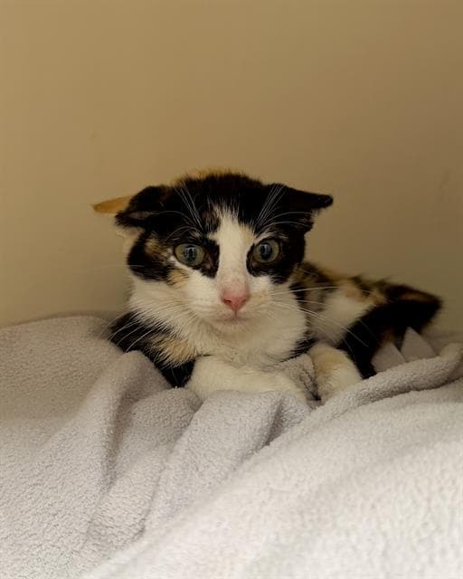 Cleopatra - Domestic Short Hair
