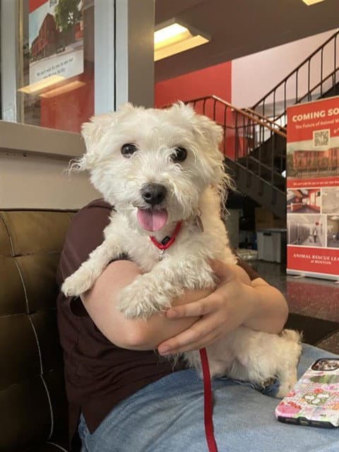 Caesar - Maltese