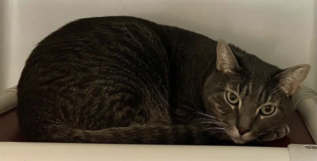 Jupiter - Domestic Short Hair