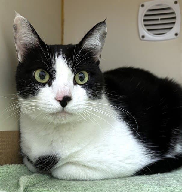 Cassie - Domestic Short Hair