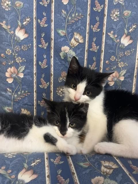 Veronica - Domestic Short Hair