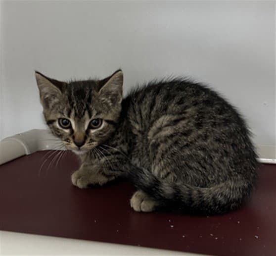 Faering - Domestic Short Hair