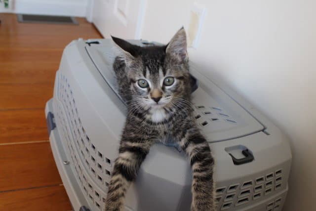 Lizzie - Domestic Short Hair