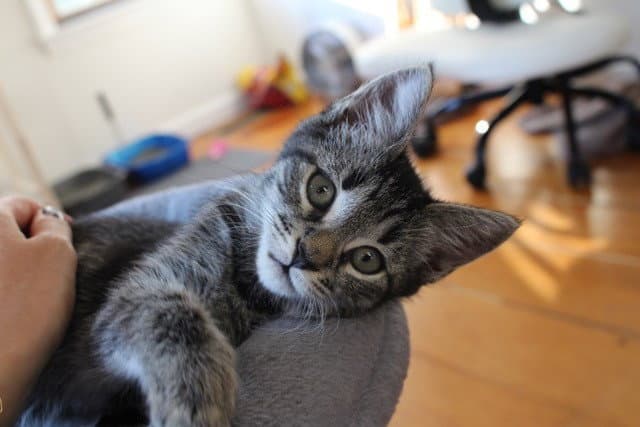 Miranda - Domestic Short Hair
