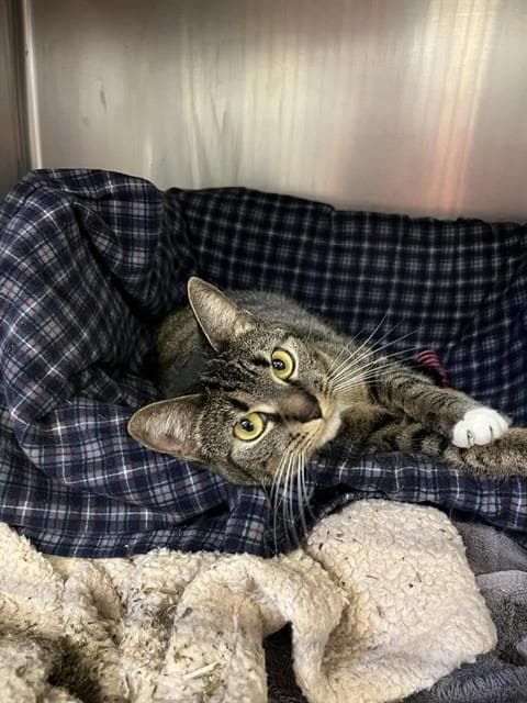 Miss - Domestic Short Hair