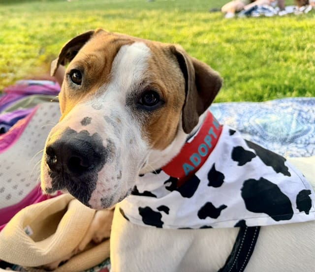 Felix - Pit Bull Terrier