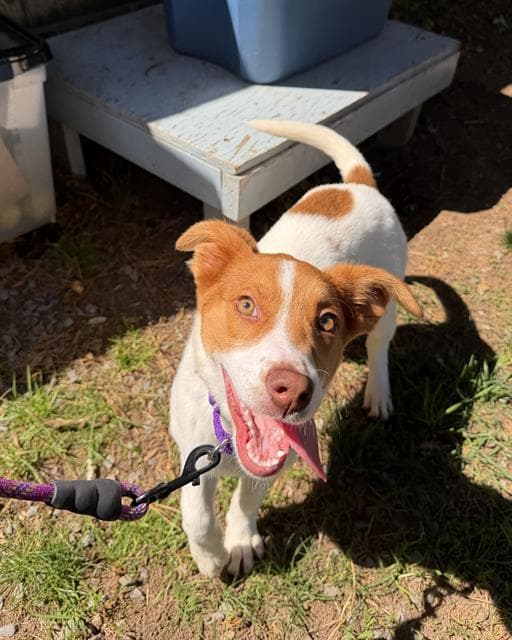 Rosita - Australian Cattle Dog/Blue Heeler