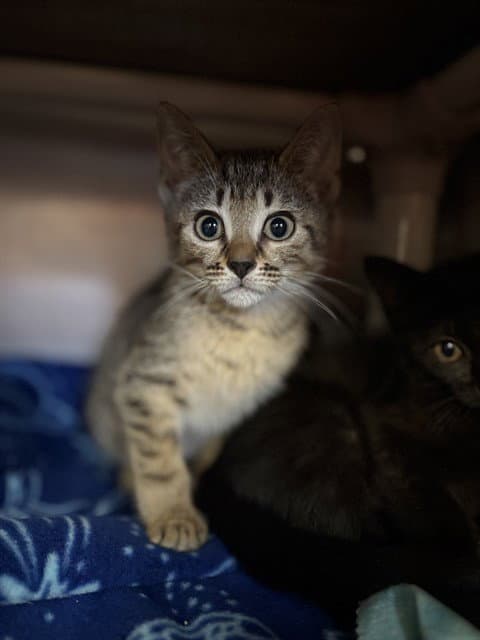 Poseidon - Domestic Short Hair