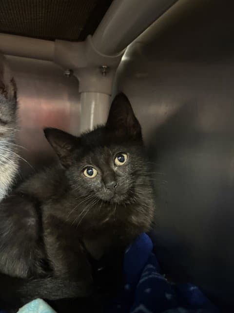 Hera - Domestic Short Hair