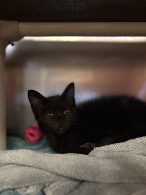 Shortrib - Domestic Short Hair