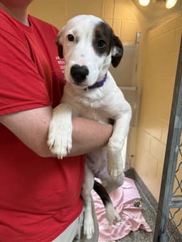 Posh Spice image 1