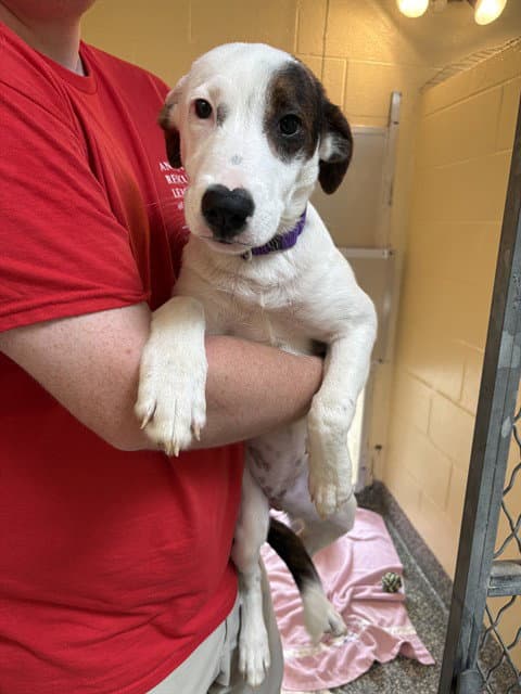 Posh Spice - Treeing Walker Coonhound