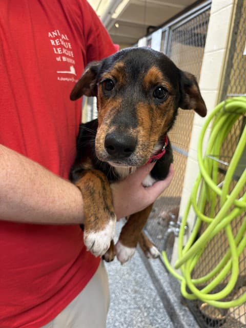 Ginger Spice - Treeing Walker Coonhound