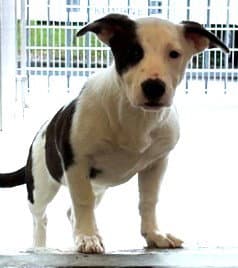 Sporty Spice - Treeing Walker Coonhound