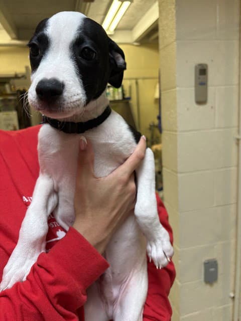 Travis - Smooth Fox Terrier