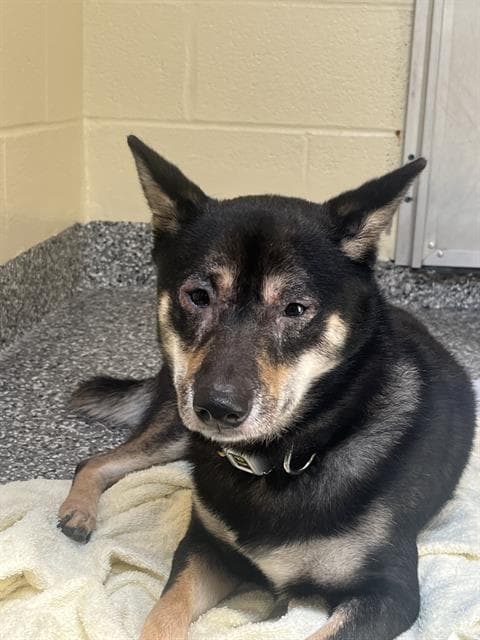 Kuma - Shiba Inu